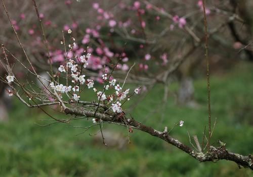 潼南|赏梅黄石寨,踏春正当时