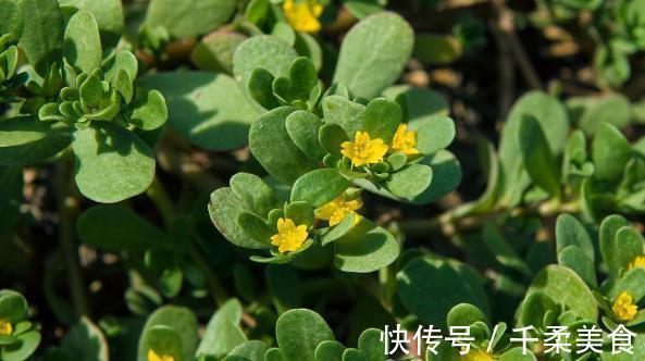 胆固醇|农村常见的3种野草,每一个都是“宝”,不仅清心明目,还抗衰老