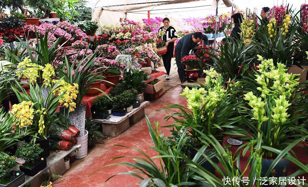 花市看到这样的“花”,再喜欢也不要买,养不久,白花钱