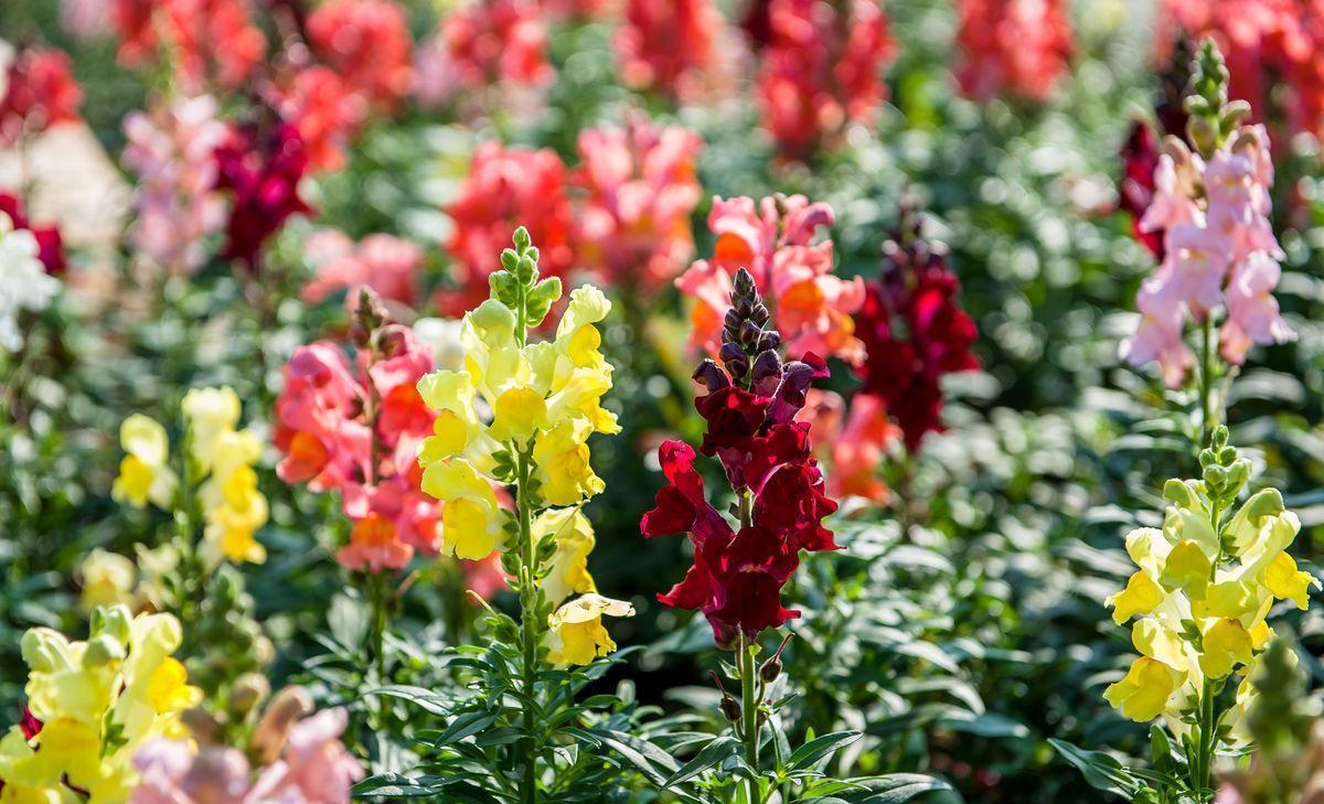 金鱼草花朵像金鱼嘴,熟悉它的习性,养开花很简单