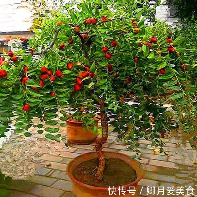 牡丹花|家有五树,儿孙都富!有院子建议栽5种树,看花,收果,寓意吉利