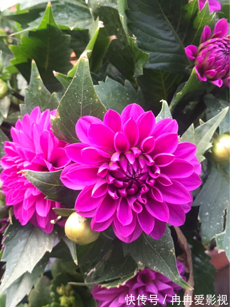 秋季养花大合集，30种花，你想要的我全有！