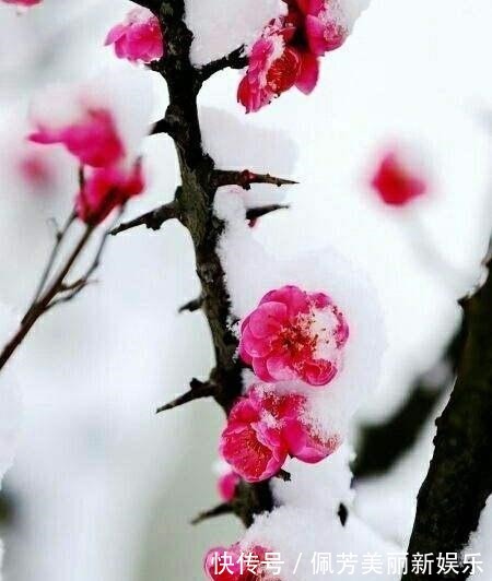 梅香雪&清新一片晨风静,唯有梅香雪中漫