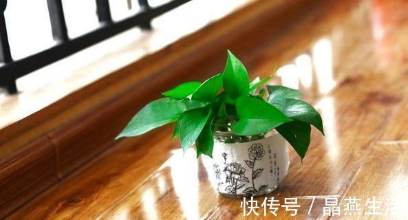 家中绿植总黄叶注意避开这些摆放“雷区”