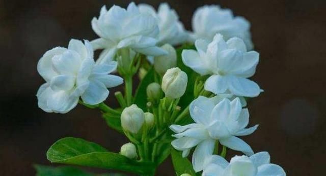 夏养茉莉花，记住“3个”要领，叶绿花多，一开就三个月