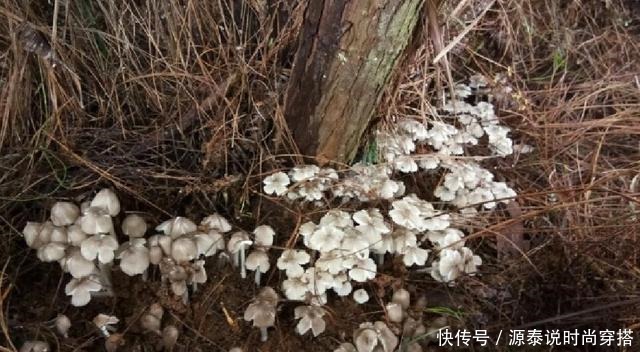 山中珍品,菌中之冠——鸡枞菌,在晴天雨后来一场邂逅!