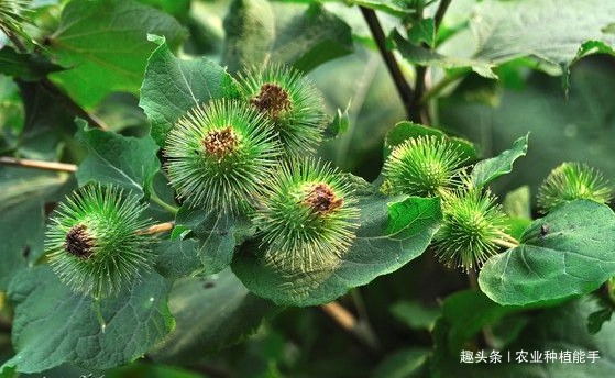 牛蒡有“东洋参”的美誉,营养丰富,掌握四点,种出优质的牛蒡