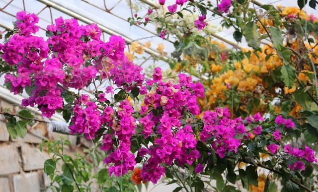 三角梅不开花,简单“4步”操作,30天变“花树”