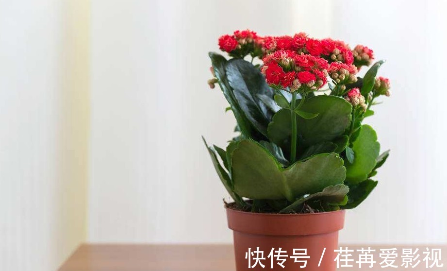 长寿花怎么养才开花,长寿花的养殖方法和诀窍你看了吗