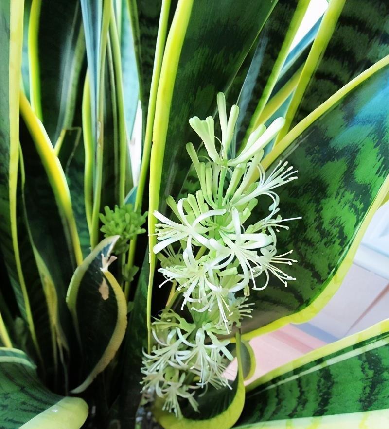 颜色|虎皮兰如何度夏？有2点很关键，叶子颜色更好看，每年都爆盆