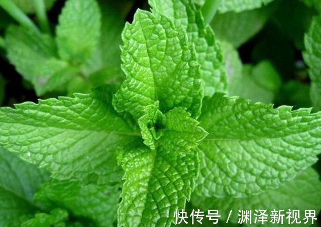 喜欢三角梅，优选“名品”柠檬黄三角梅，金灿灿，开花爆盆成花树