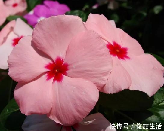 长春花|喜欢牡丹,不如养“稀有名品”初乌,花色如墨,娇艳美丽