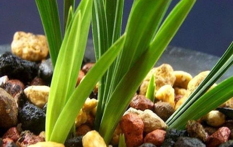 烂根的兰花长出新芽,能活吗学会这“4步”,养兰是关键