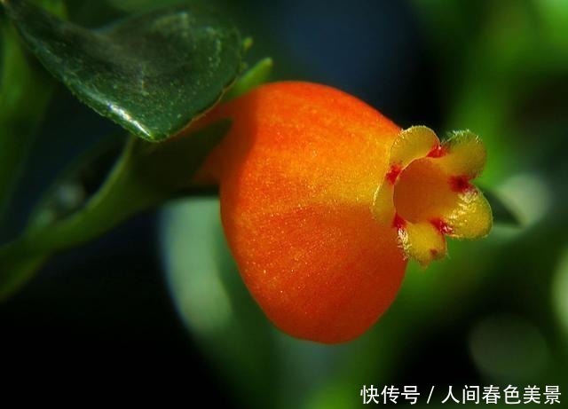 此花|此花是花而不像花,小小的嘴,大大的肚子,有着生生不息的爱意