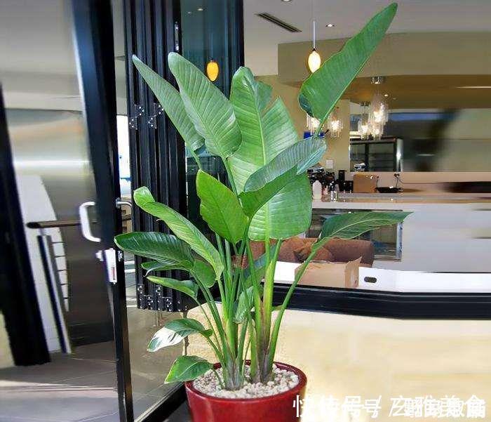 竹芋类|五种盆栽,自带高贵气质,在家摆一盆,格调高,人人夸你眼光好
