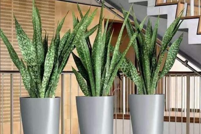 虎皮兰冬天最讨厌“3种水”,浇上就烂根,很容易养不活!