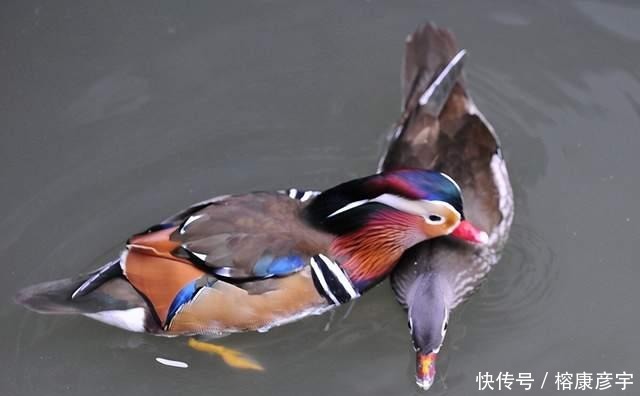 别再被鸳鸯骗了!千古年来被喻为的爱情模范,实则是渣男渣女