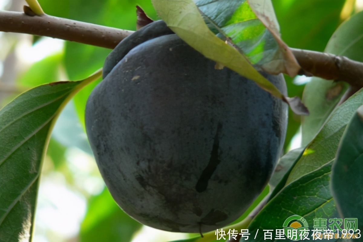 巧克力布丁果|这种纯黑色的“柿子”,口感像巧克力,你吃过吗?种植前景怎么样