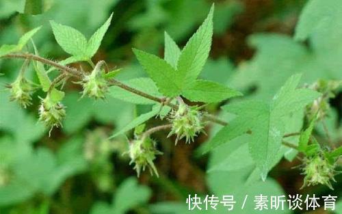 农村|农村当杂草除掉的一种草,是治疗皮肤发痒的奇药,一抹就见效