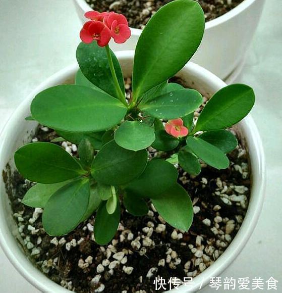 立秋后，建议扦插6种花，温度适宜“利于”生根，成活率高