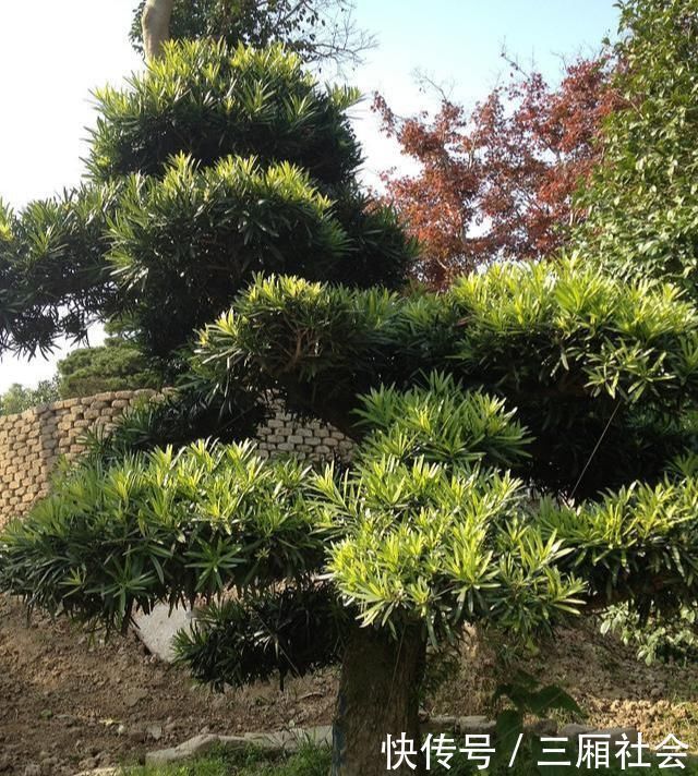 院子|富人喜欢在院子里种4种树,寓意都很好,早看早知道哦