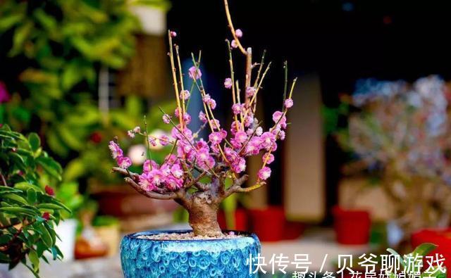 养花人都该学会的4项技能，养花方便还能省钱，轻松提升养花经验