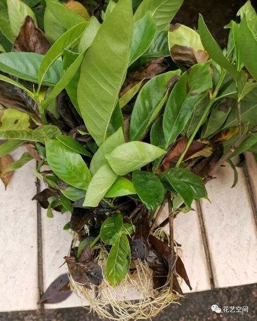 周末去花市逛一圈，捡一袋子枝条，回家扦插几百盆，秒变养花大户