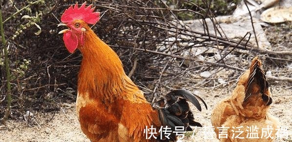 公鸡|农村老规矩“母鸡学公鸡叫,立刻要杀掉”,为什么要这么做!