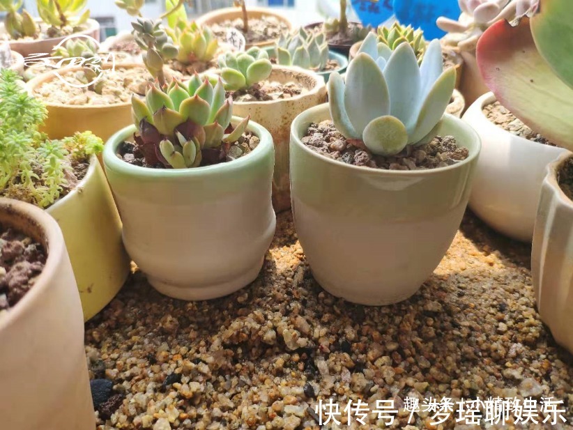 多肉一直不服盆,教你7个小方法,可快速发根,安全有效