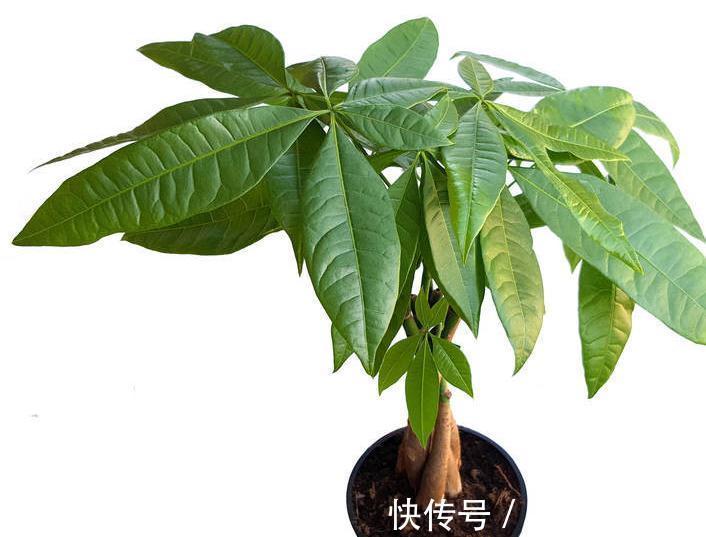 如何让发财树生侧芽,教你简单易学的小方法,准奏效