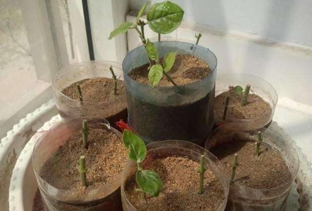 扦插茉莉花时,有一些“特殊水”,滴上几滴,能让茉莉花生根更快