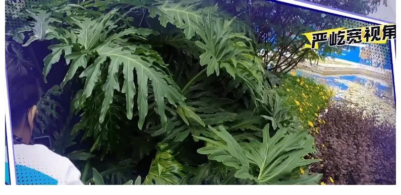 小哥隊|《牛氣滿滿的哥哥》：節目收官，這位小哥成長最為明顯