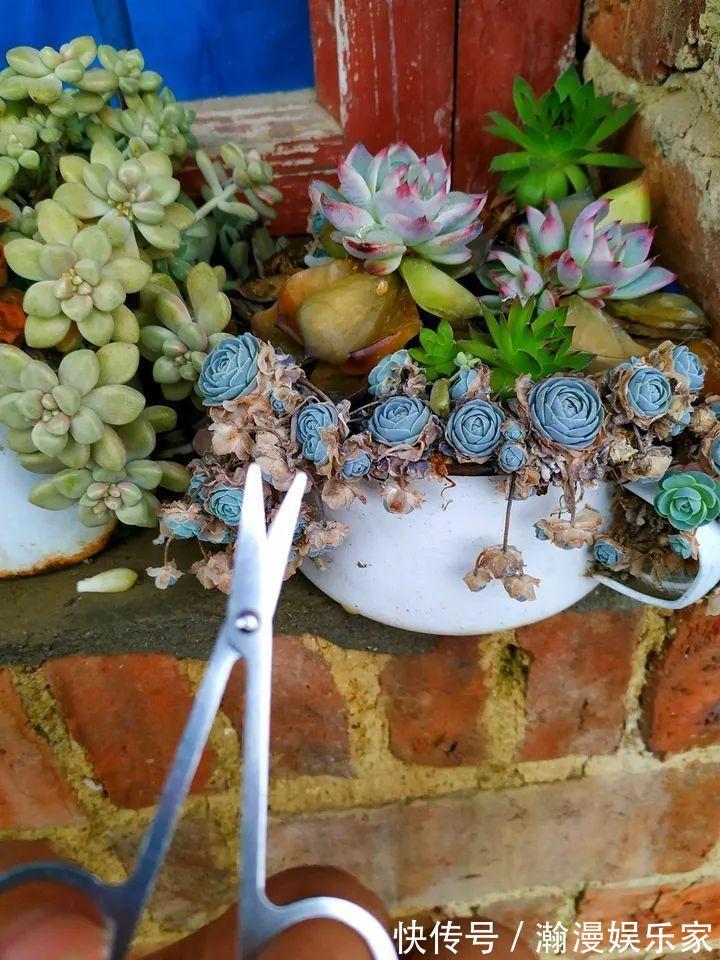 老少皆宜|农村爷爷养多肉，破缸、破鞋里都塞满，照样养的肥嘟嘟！