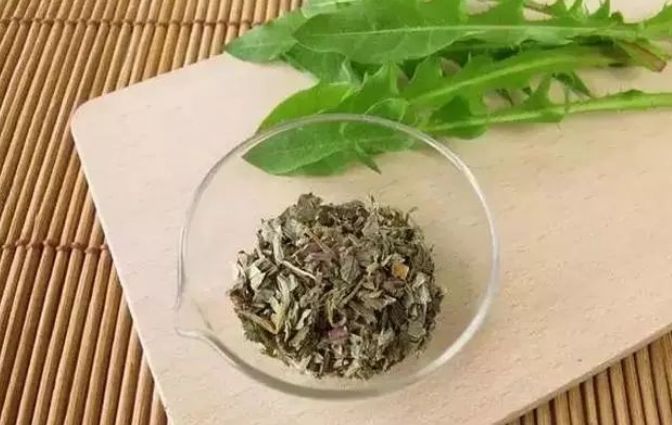自己“晒干”的蒲公英,能当茶泡水喝吗有什么“禁忌”吗