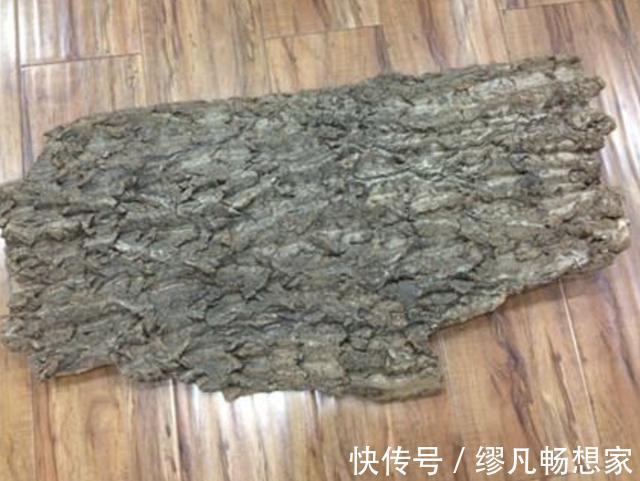 君子兰|虎皮兰、绿萝都喜欢“它”,花盆里“垫1块”,29天爆盆,旺盛!