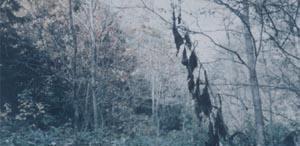 抓走|他被日军抓走做劳工,逃到深山中藏身14年,曾撞见一日本女人