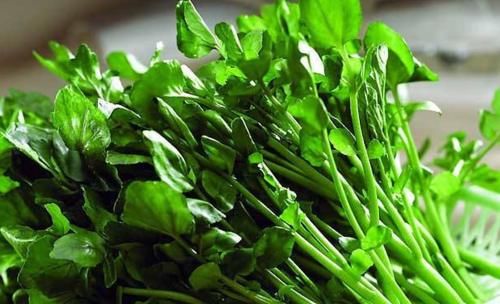 化痰止咳|女性经常月经不调？常吃农村一菜，调理月经，化痰止咳补钙质