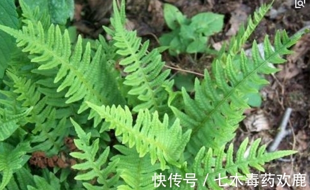 种花|以下2种花哪怕再丑也要养,不仅是家里的守护神,还能镇宅!