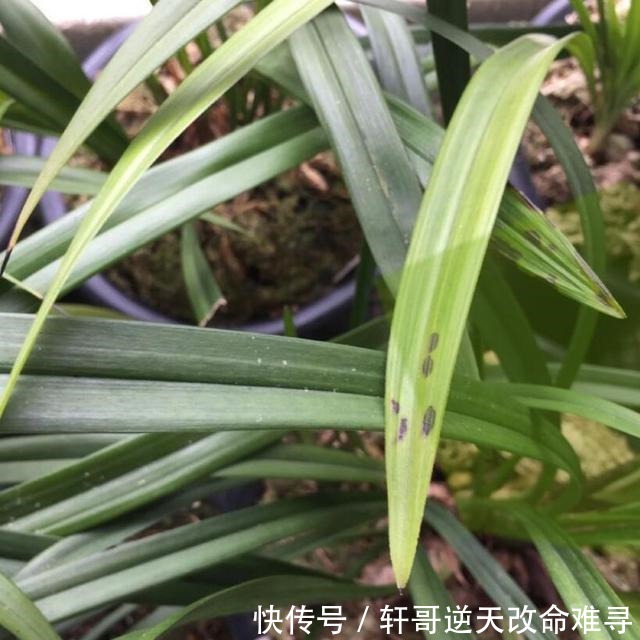 兰花叶片焦尖,剪了还往下焦,5个方面下手来解决!