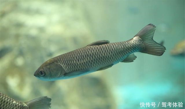 么鱼进窝|钓鲫鱼窝内出现大片鱼泡,为何没鱼吃钩因为它想吃吃不到!