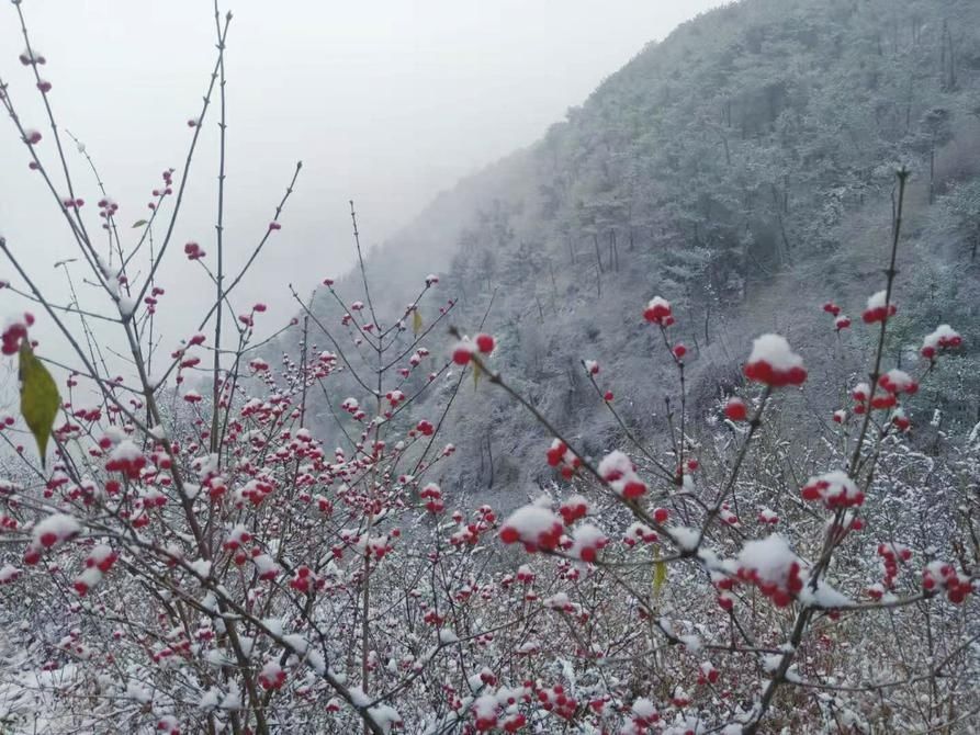 预计济南市|昨天光在朋友圈看今冬初雪？那今早醒来先拉窗帘收“惊喜”