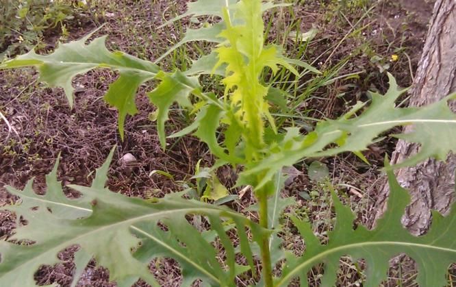 排毒|长寿老人爱吃3种食物，排毒清肠，刮油消脂，营养又瘦身！
