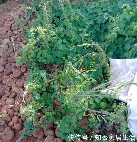 繁殖|南方的山乌龟遍地是,北方的山乌龟150一斤,当成多肉养很不错