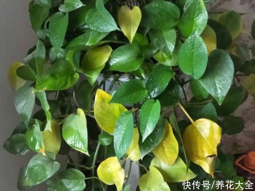 蝴蝶兰|7种花，立秋后换盆，秋冬才能越养越好