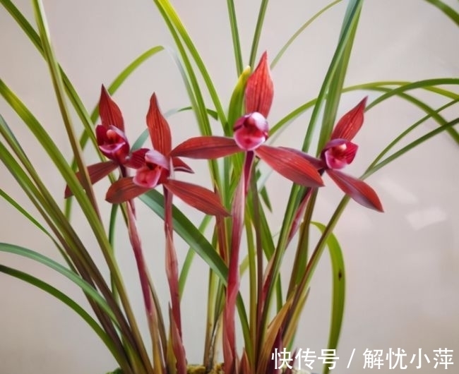 春兰|云南下山的这棵不起眼的兰草,后来成了“春兰之王”,永远的经典