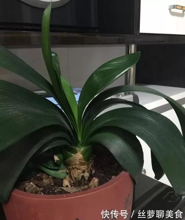 4年都不开花的君子兰，没花一分钱，我让它开花了