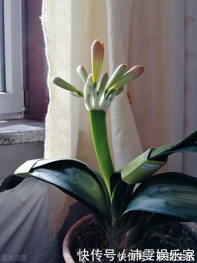 温差|让君子兰开好花的“钥匙”,就握在你手里,它的“构造”很简单