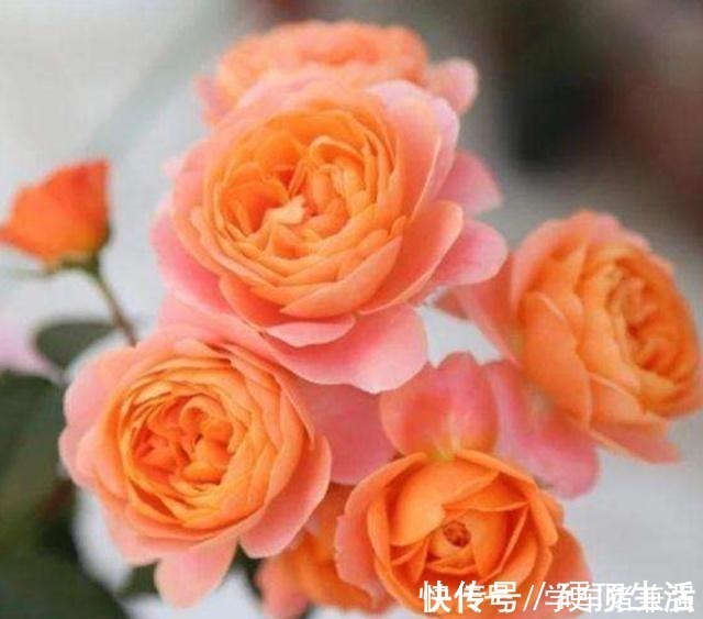 月季花|月季花最喜欢这三种肥，这个春夏花开满枝，就看它了！