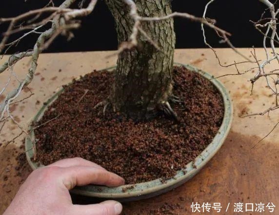 铁丝|养几年的盆景植物在早春的时候没有移栽，那真是亏大了！