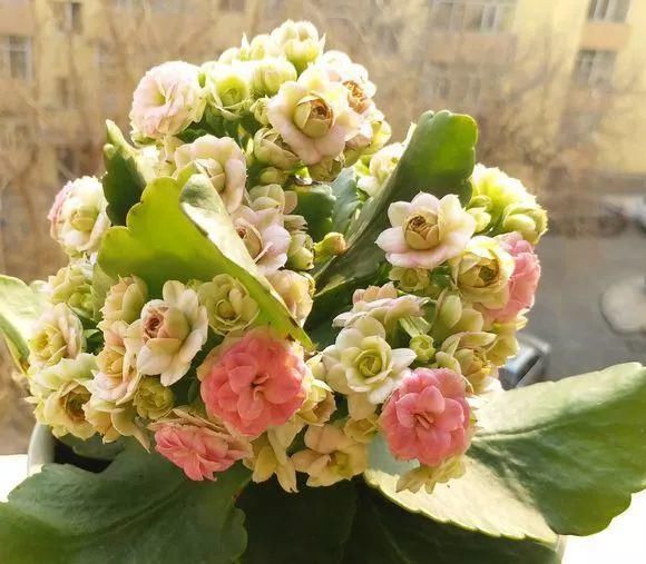 根系生长|6种花爱“喝酒吃醋”,半月来1勺,叶片浓绿滴油,狂开花!